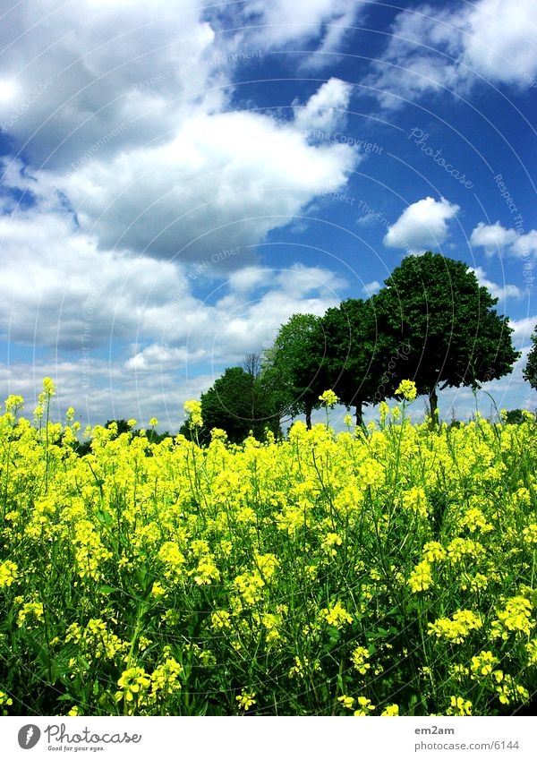 yellow days Tree Clouds Yellow Field Summer Sun Contrast