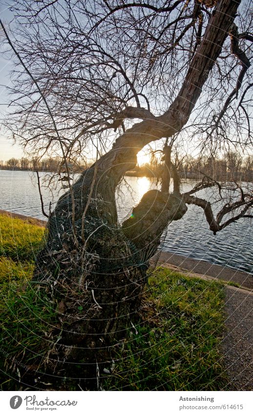 double tree Environment Nature Landscape Plant Water Sky Cloudless sky Sun Sunrise Sunset Sunlight Weather Beautiful weather Tree Grass Park River bank Danube