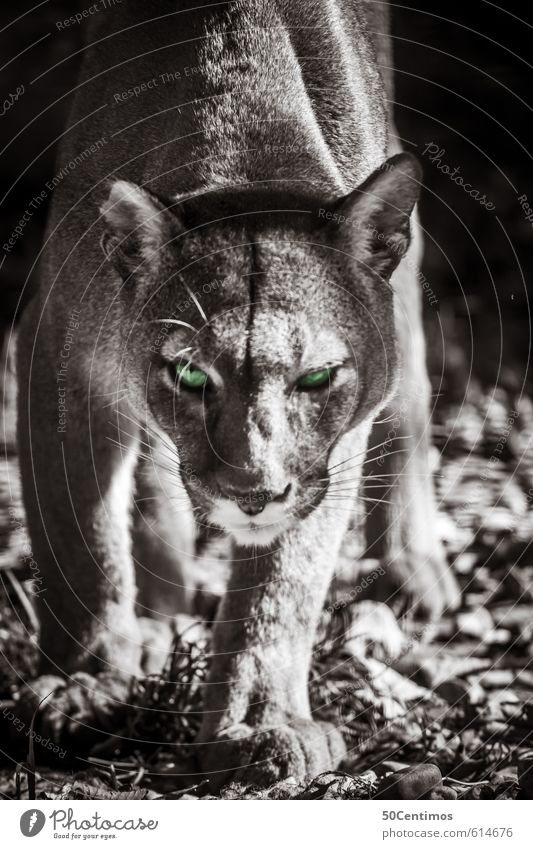 Puma on the hunt Zoo Animal Wild animal Cat Big cat 1 Catch To feed Aggression Esthetic Athletic Threat Free Smart Speed Beautiful Green Emotions Power Brave