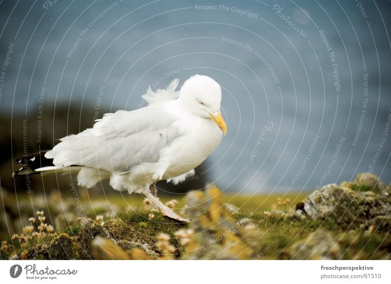 goodbye blue sky Seagull Gull birds Bird Ocean Lake Cliff Coast Wind Animal Western islands Scotland clifs windy Hebrew