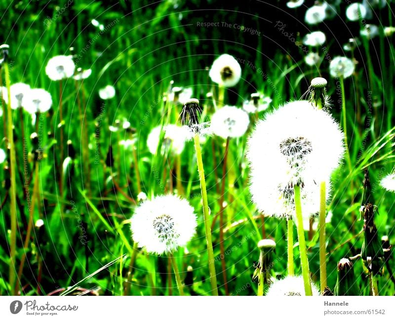 One blow, please. Green Meadow Dandelion Flower Grass Spring Summer White Easy Ease Air Garden Lawn Nature Contrast
