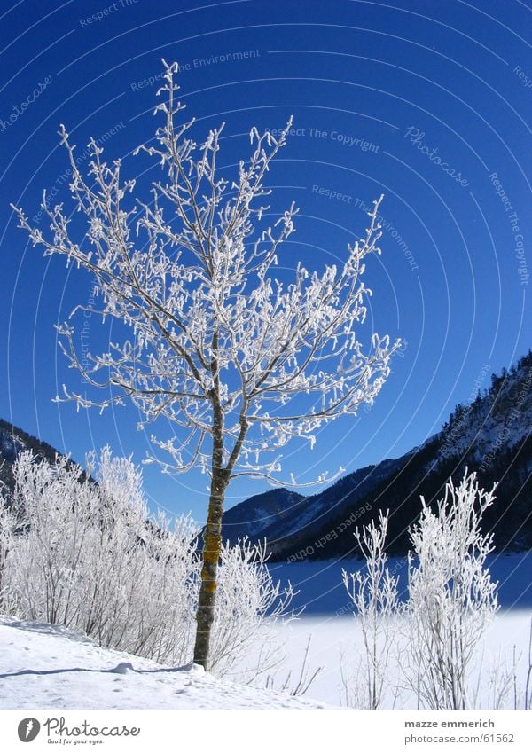 White-Blue Stories Winter Lake Federal State of Tyrol Tree Snow Ice Frost Mountain Crystal structure Sky wise