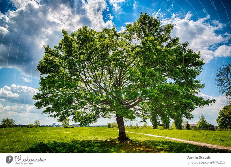 Slate maple tree Nature Landscape Sky Clouds Sunlight Summer Wind Tree Maple tree Park Berlin Deserted Tourist Attraction Natural Blue Green Moody Spring fever