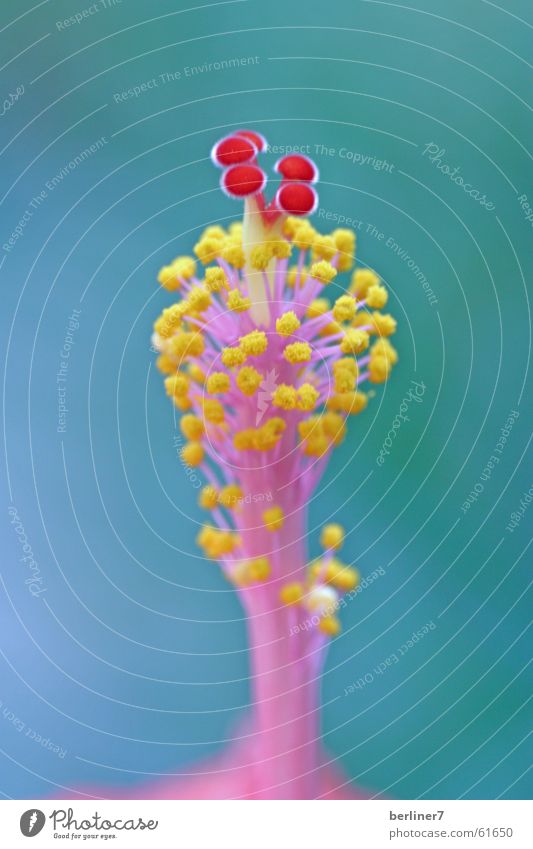 Hibiscus stamp Flower Blossom Stamen Red Yellow Magenta Pistil Macro (Extreme close-up)