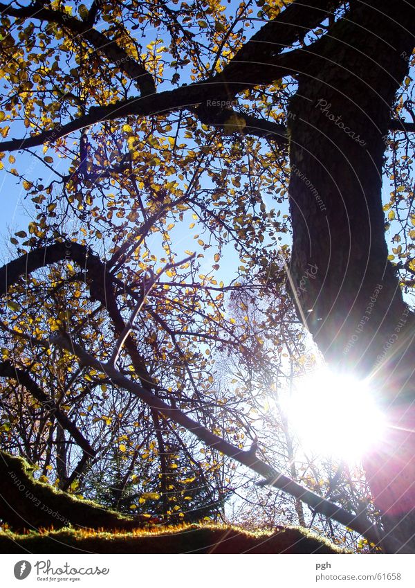 Autumn day in Puppling Tree Moody Leaf Sun herbsz Sky