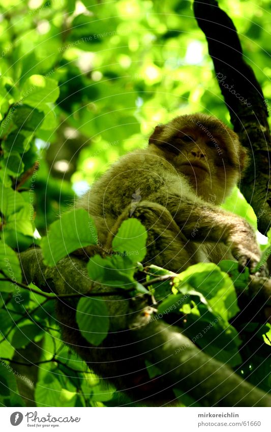 You won't get me! Monkeys Barbary ape Tree Green Forest Looking Leaf Berber Climbing bigway