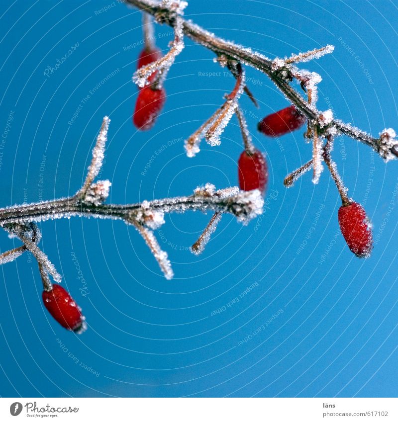 frooosties Sky Ice Berries Barberry Frost Ice crystal Branch