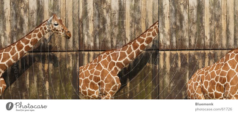 The Three Funny Two Zoo Safari Wood Star cutout Row Giraffe Gate Patch Back Neck triple