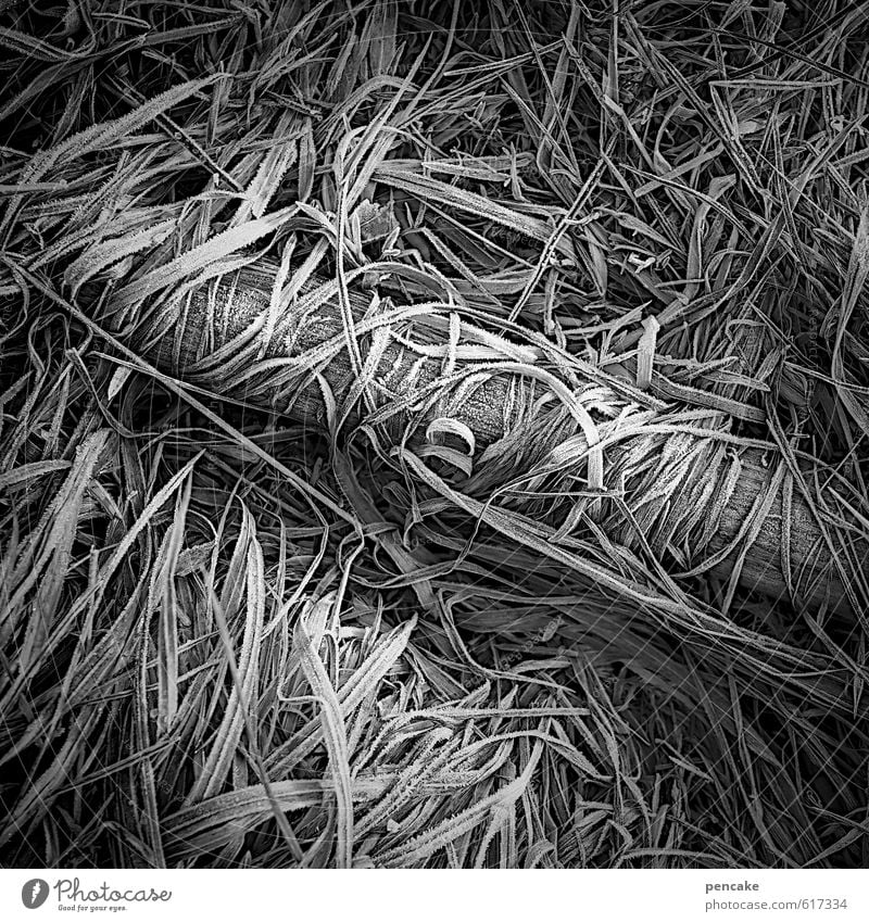 let go of sb./sth. Nature Elements Earth Winter Ice Frost Grass Field Wood Sign Esthetic Authentic Cold Black White Relationship Bizarre Loneliness Expectation