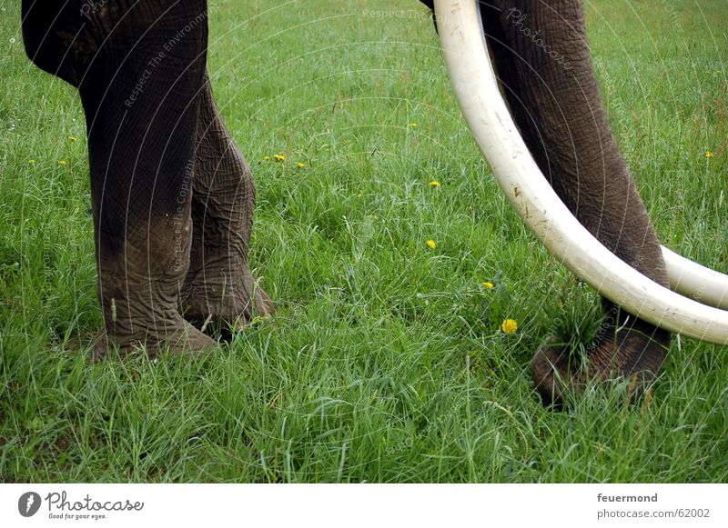 pachyderms Elephant Meadow Grass Animal Circus Tusk Trunk Safari Africa To feed cirques Set of teeth Legs Nutrition tusker tusks proboscis