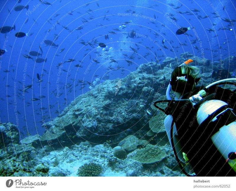 Maldives Diving School Ocean Woman Diver Reef Aquatics Water Fish Underwater photo dream vacation