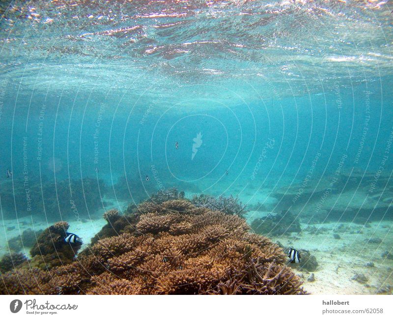 Snorkeling in Mauritius 01 Ocean Reef Dive Maldives Water Underwater photo dream vacation sea from below