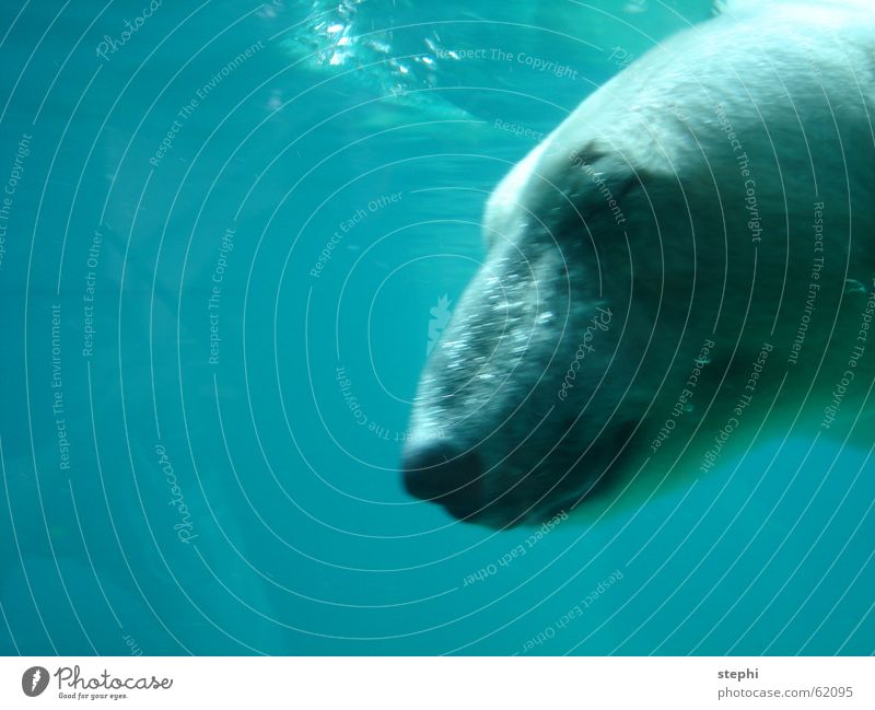 dive one ice bear Zoo water animal polar bear blue diving Freedom Underwater photo
