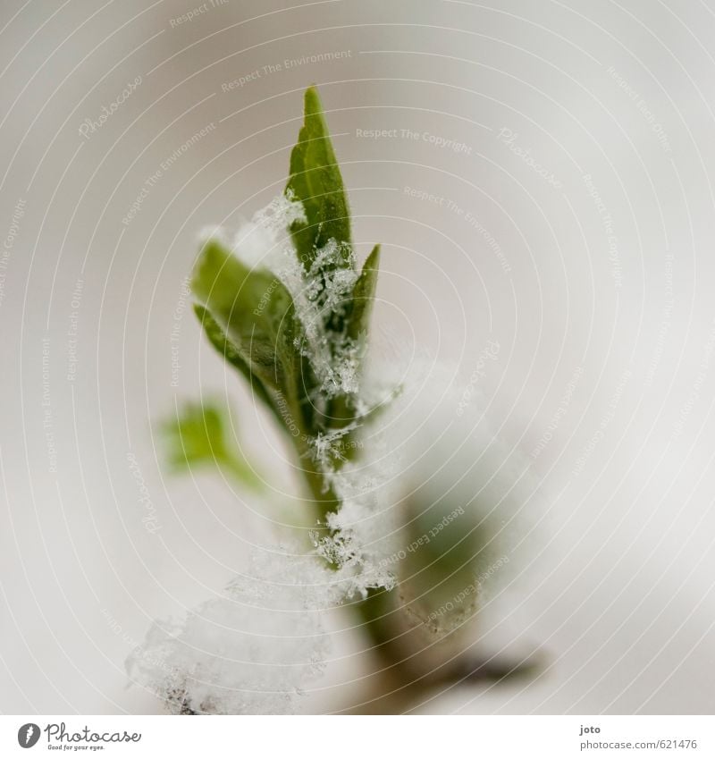 snowed over Nature Plant Winter Snow Bushes Leaf Blossoming Carrying Growth Cold Wet Green Calm Life Snowflake White Spring flowering plant Sprout Seasons