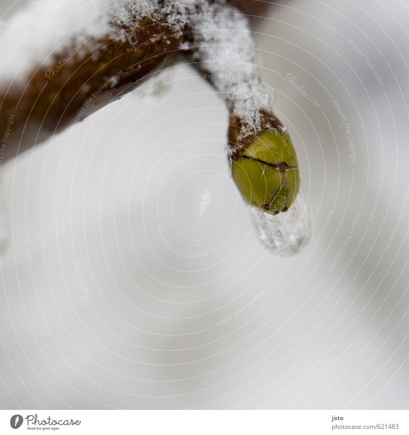 icily Nature Plant Drops of water Spring Winter Snow Bushes Bud Hang Esthetic Cold Point Green White Power Calm Stagnating Growth Change Seasons Ice Frost
