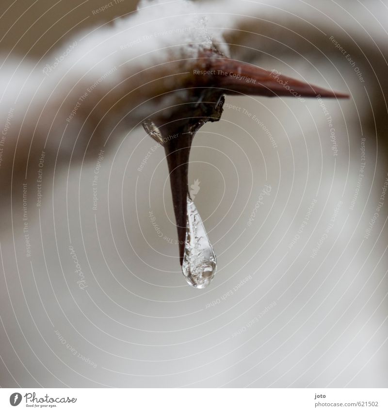Crystal clear Nature Winter Ice Frost Snow Thorn Hang Esthetic Cold Point White Calm Stress Elegant Stagnating Power Easy Icicle Frozen Drops of water Solidify