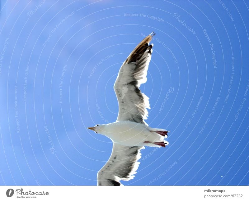 seagull in blue Seagull Albatros Under Worm's-eye view Clouds Blue Free Freedom Wing Flying Sky