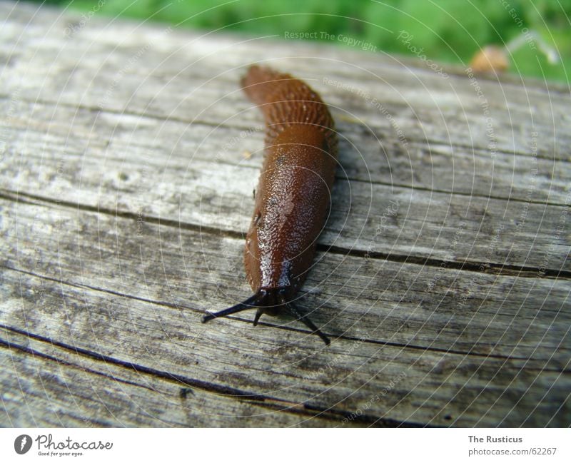 Arion lusitanicus Slug Air-breathing land snail Animal Brown Slimy Snail Smoothness