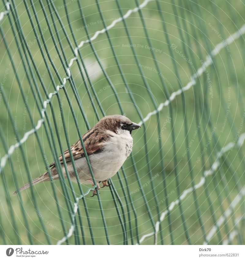 In the net, but free Grass Garden Park Meadow Paris France Fence Wire fence Animal Wild animal Bird Sparrow 1 Metal Line Net Network Crouch Brash Free Cold