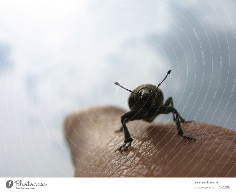 fly young "beetles" out into freedom... Fingers Forefinger Far-off places Clouds Feeler Beetle beatle Legs Sky
