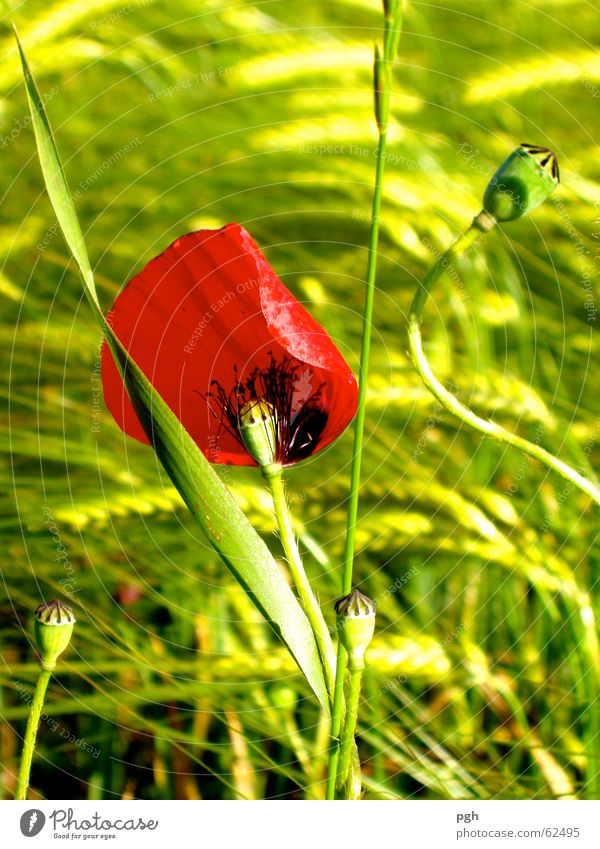 Poppy in the wind Flower Wheatfield Green Red Meadow Grass Wind