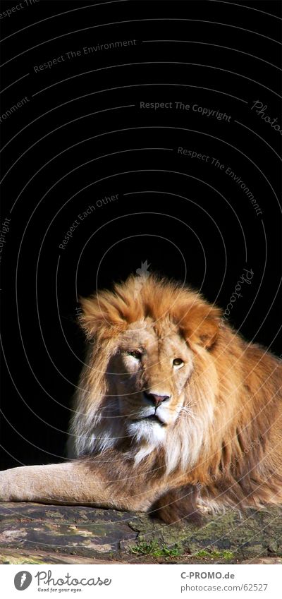 What is there... Lion Cat Mane Pelt Big cat Black Relaxation Boredom Zoo Africa Hair and hairstyles Animal Land-based carnivore Tree trunk Mammal Might King