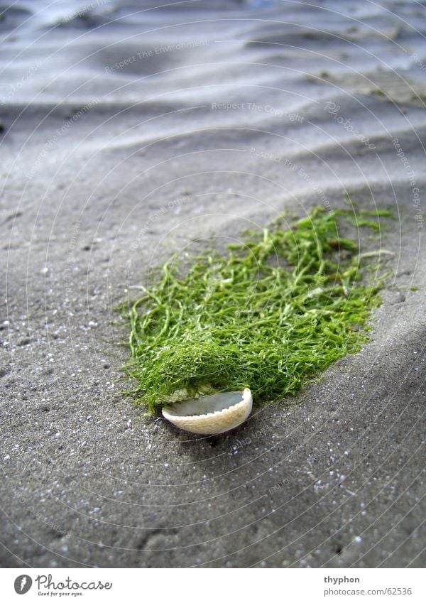 mussel toupee Mussel Algae Beach Wig Waves Ocean Green Mud flats Ireland Sand Macro (Extreme close-up)