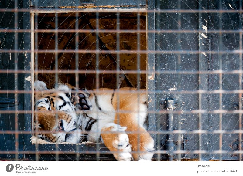 overslept Animal Wild animal Zoo Tiger 1 Cage Grating Relaxation Lie Sleep Dangerous Pelt Captured King Masculine Paw Big cat Environment Goof off Colour photo