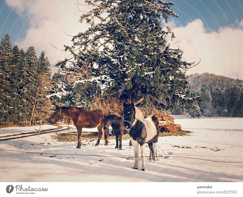 wild west Allgaeu Nature - a Royalty Free Stock Photo from Photocase