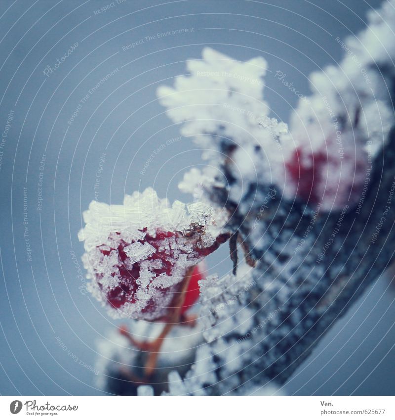 preserved Nature Plant Winter Ice Frost Snow Twig Berries Fruit Cold Soft Blue Gray Red Colour photo Subdued colour Exterior shot Close-up Detail Deserted