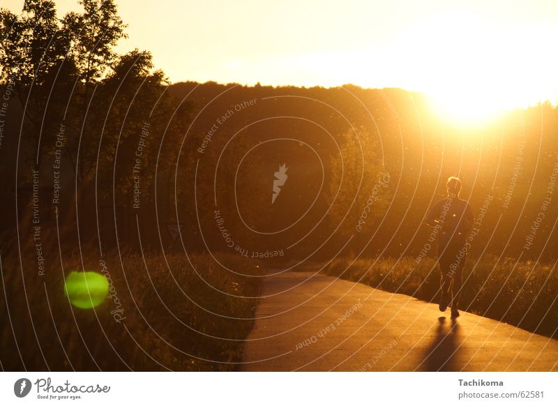 Jogging til Sunset Jogger Sports Summer Man Back-light Patch of light Physics Tree Meadow Insect Loneliness Grief Exterior shot Landscape Athletic Warmth