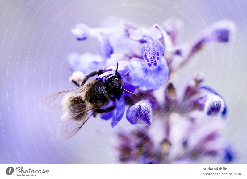 elucidation Clarify Bee Wasps Flower Harmonious Symbiosis Blur Blue Wing Macro (Extreme close-up) canon bigway Nature