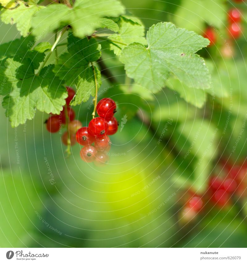 currant Food Fruit Jam Nutrition Picnic Children's game green classroom Gardening Retirement Nature Sunlight Summer Bushes Agricultural crop Redcurrant Diet