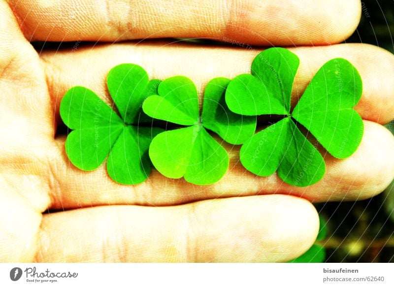 three-quarters happiness Happy Hand Fingers Plant Leaf To hold on Cloverleaf Sorrel Edible New Year's Eve New start Colour photo Multicoloured Exterior shot