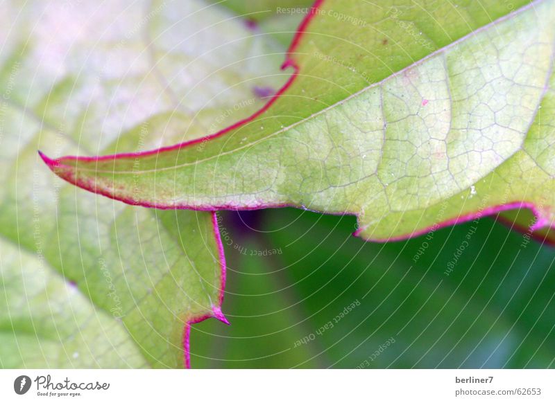 Natural contours Leaf Green Silhouette Nature Macro (Extreme close-up) bordered with red