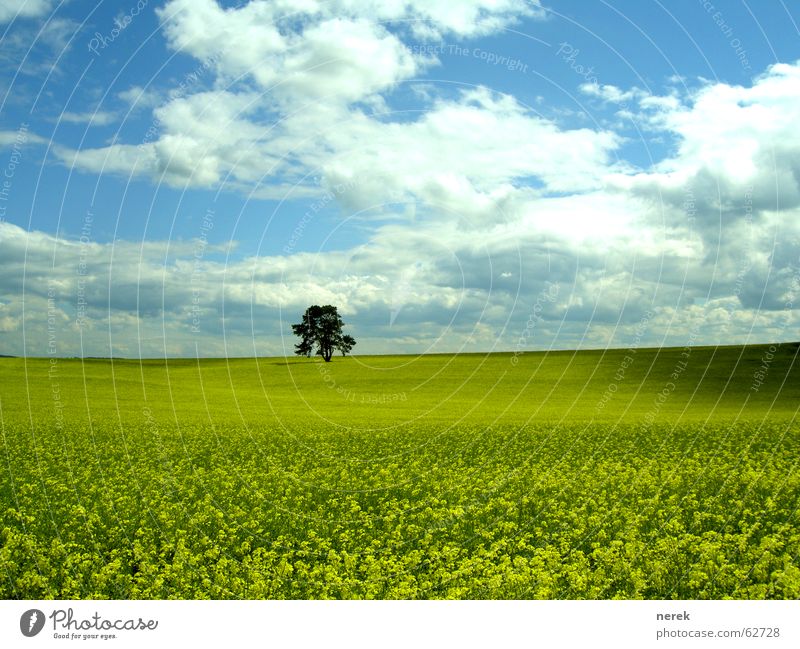 The rape field and the lonely tree Canola Field Meadow Clouds Bad weather Yellow Green Spring Tree Lunch hour Day Gasoline Diesel Pure Sky Shadow Weather