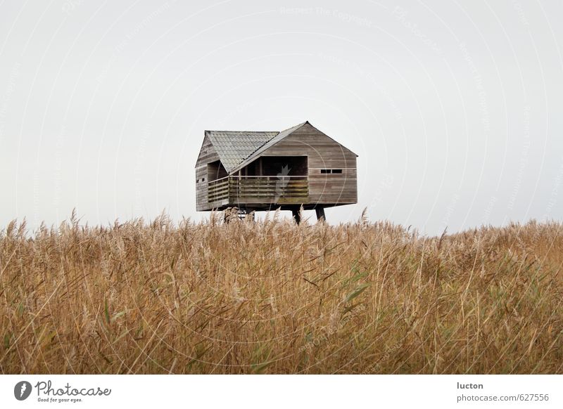 Vogelwacht | House in the reeds at the North Sea Vacation & Travel Tourism Far-off places Ocean Nature Landscape Plant Animal Water Winter Bad weather