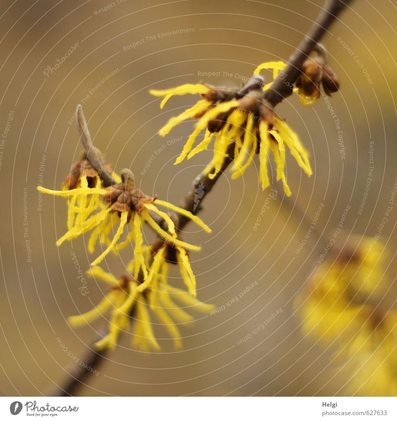 Winter flowers II Environment Nature Plant Bushes Blossom Ornamental plant Hamamelis japonica Twig Garden Blossoming Growth Esthetic Exceptional Beautiful Small