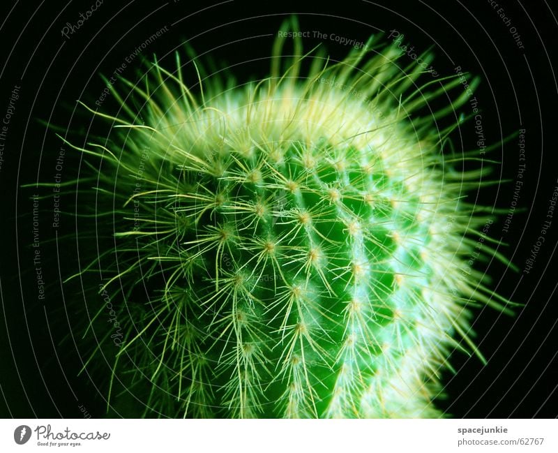 green cactus Cactus Green Houseplant Thorny Pain Black Dangerous white spines Macro (Extreme close-up) Desert