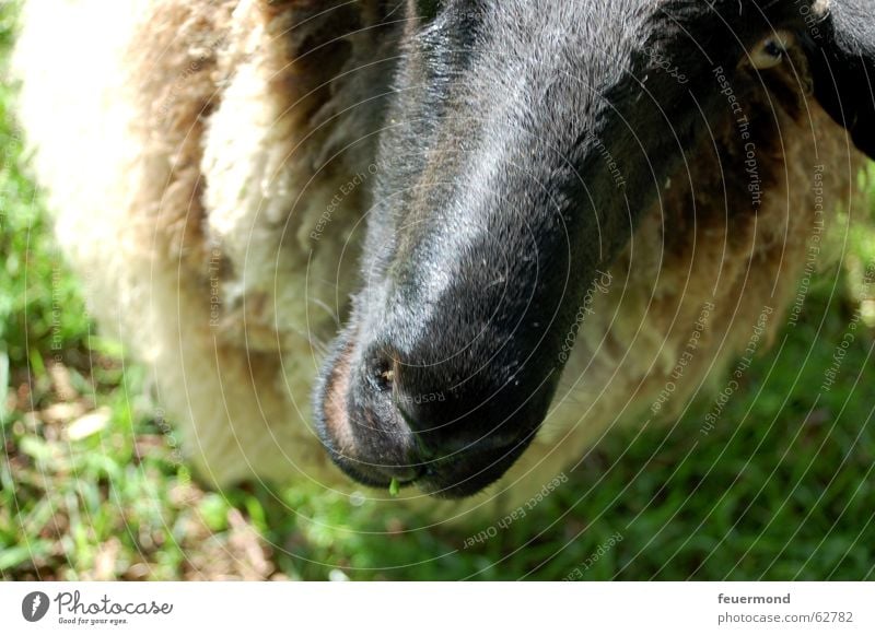 Woolen animal (1) Sheep Animal Pet Farm Meadow Mammal muttonhead Nose snort Ear Pasture grassland