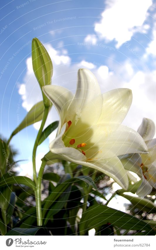 lilium Lily Plant Flower White Green Blossom Clouds Leaf Cemetery Funeral Nature Sun Beautiful weather Blue sky bloom