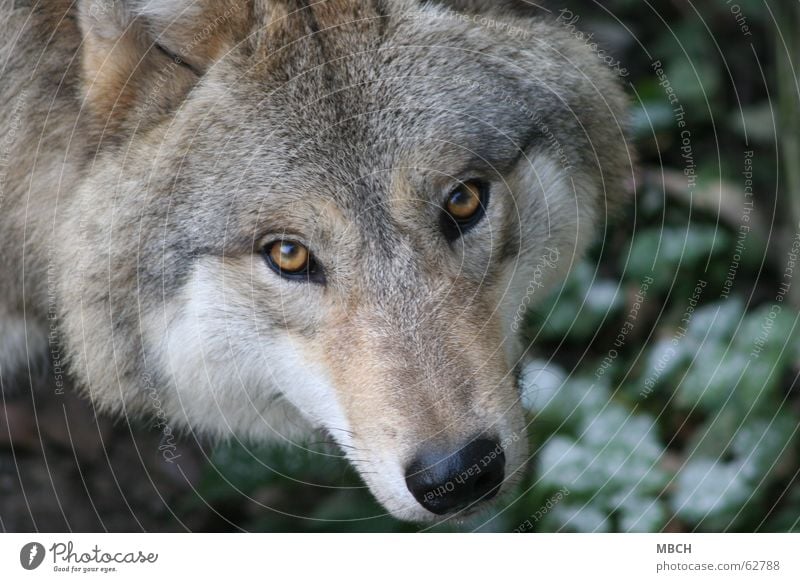 I'll see you Wolf Snout - a Royalty Free Stock Photo from Photocase