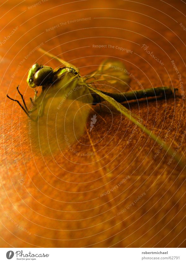 parched Dragonfly Insect Animal Tails Pierce Bee Flying Wood Pattern Table Dried Still Life Green Brown Yellow Beginning Pond Summer Close-up Glimmer Blur