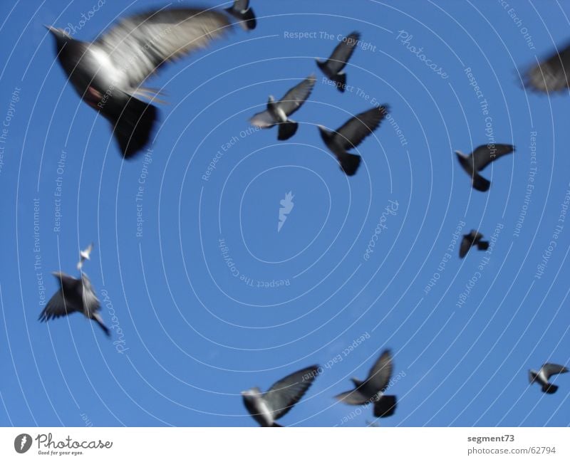 Pigeons fly dolle Bird Azure blue Speed Sky Flying Blue Wing Feather Upward view into heaven