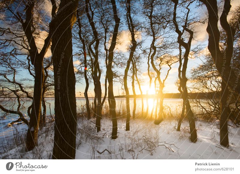 Secret Forest Environment Nature Landscape Elements Air Water Sky Clouds Sun Sunrise Sunset Sunlight Winter Weather Beautiful weather Ice Frost Snow Plant Tree
