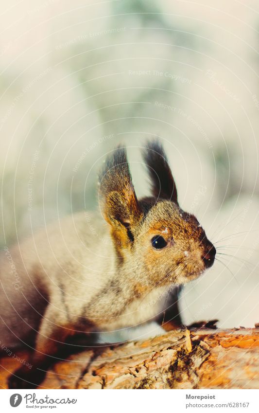 Squirrel Animal Wild animal Animal face 1 Jump Stand Brown Yellow Moody Bravery Colour photo Exterior shot Deserted Copy Space bottom Day Sunlight
