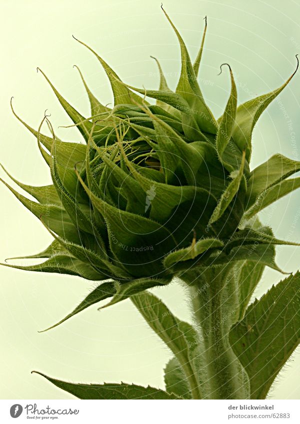 bud Sunflower Green Growth Occur Blossom