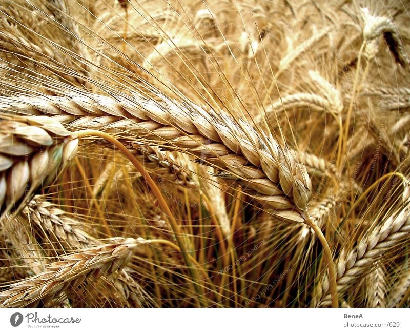 grain Wheat Field Agriculture Food Nutrition Ecological Biology Yellow Green Maturing time Growth Healthy Vegetarian diet Plant Stalk Grain Untouched Raw