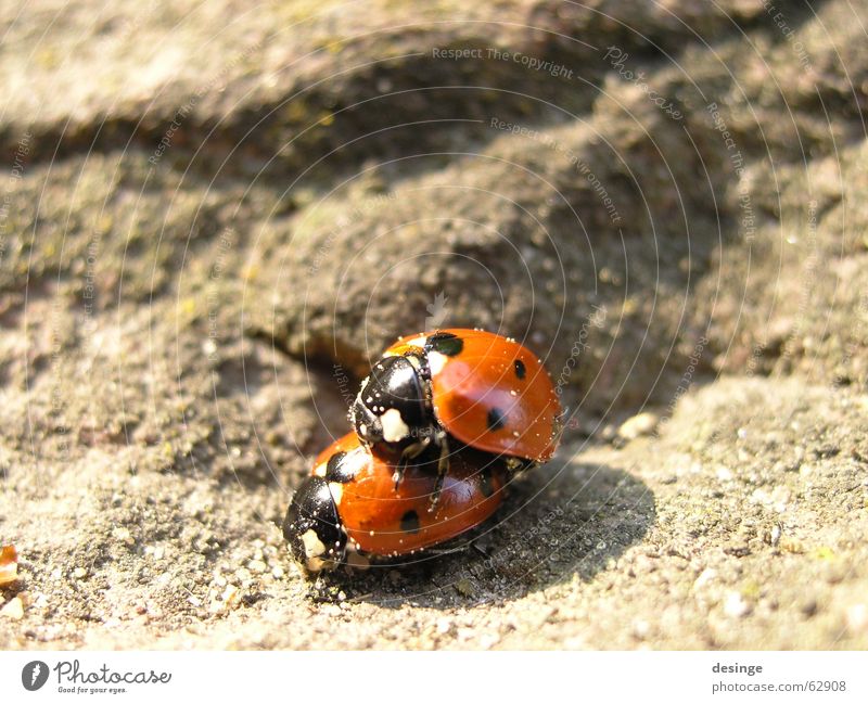 double decker Ladybird Animal Red Middle Spring Summer 2 Romance Together Innocent Insect Under Spring fever Small Diminutive Near Equestrian sports Beetle