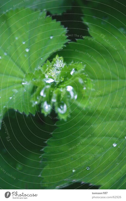 glass on the leaf? Meadow Green Fresh Rope Water Morning Calyx
